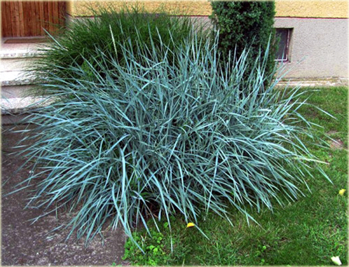 Wydmuchrzyca piaskowa Leymus avenarius